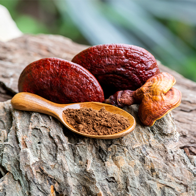 Reishi - a medicinal mushroom with thousands of years of tradition Reishi - a medicinal mushroom with thousands of years of tradition