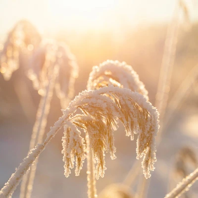 Raureif auf Gräsern im warmen Sonnenlicht – winterliche Naturaufnahme mit goldener Lichtstimmung
