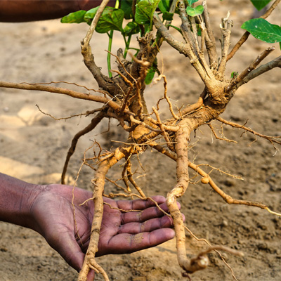 Mehr Energie im Winter: Ashwagandha als natürliche Unterstützung