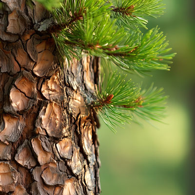 Close-up of pine bark with green needles on tree – natural light, calm forest atmosphere
