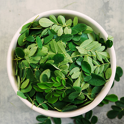 Frische Moringa-Blätter in weißer Schale – helles Tageslicht, botanische Nahaufnahme