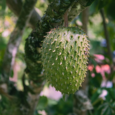 Graviola-Frucht hängt am Baum zwischen grünen Blättern – natürliche botanische Nahaufnahme