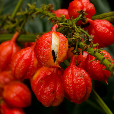Red guarana fruits on the plant – natural close-up with a fresh visual feel