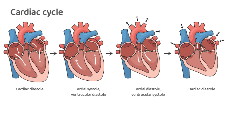 Illustration of the cardiac cycle with four heart phases and arrows showing blood flow