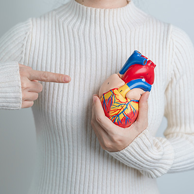 Person holding anatomical heart model and pointing to it – clear image of heart health