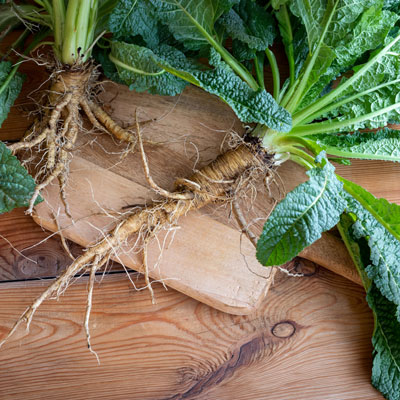 Frische Kardenwurzel mit grünen Blättern auf Holzbrett – natürliches Licht, botanische Detailaufnahme