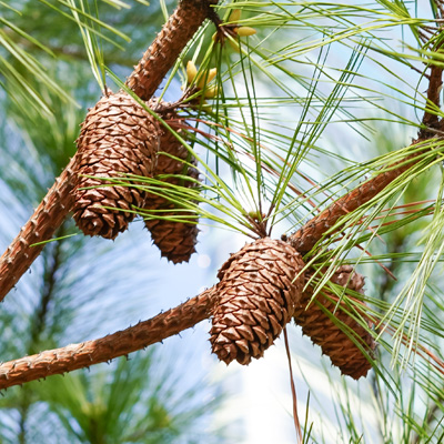 Tannenzapfen hängen an Kiefernzweigen mit grünen Nadeln – natürliches Tageslicht, klare und frische Naturaufnahme