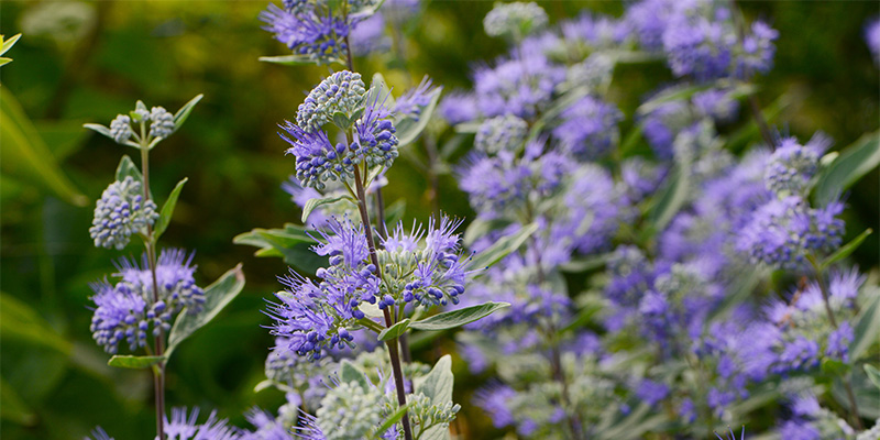 Blühender Mönchspfeffer mit violetten Blüten im Garten – natürliche Bildwirkung