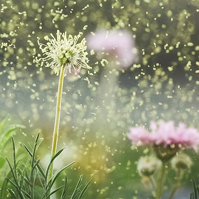 Naturally against allergies - Black cumin oil and quercetin in use for your well-being Naturally against allergies - Black cumin oil and quercetin in use for your well-being