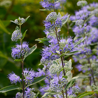 Blühender Mönchspfeffer mit violetten Blüten im Garten – natürliche Bildwirkung