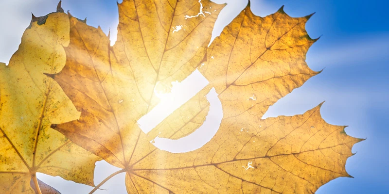 Gelbes Herbstblatt vor blauem Himmel mit weißem Kreispfeil – Symbol für jahreszeitlichen Wandel
