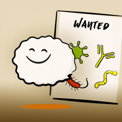 How do phagocytes help us? How do phagocytes help us?