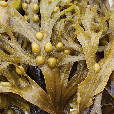Brown algae - nutrients and vitamins from the sea Brown algae - nutrients and vitamins from the sea