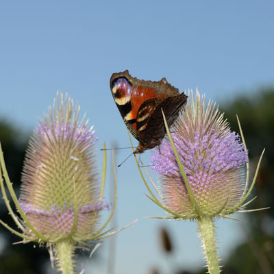 Schmetterling sitzt auf blühender Karde im Freien – helles Tageslicht, lebendige Naturaufnahme