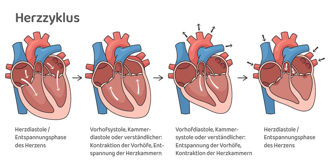 Illustration of the cardiac cycle with four heart phases and arrows showing blood flow